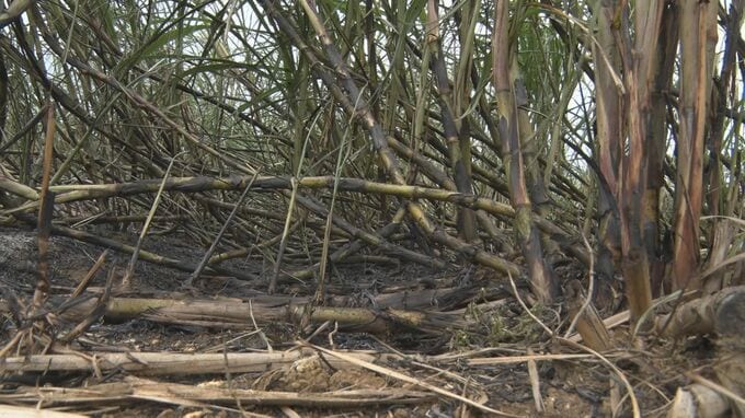収穫前のサトウキビ畑約1万平方メートルが焼ける　放火の可能性も視野に警察が捜査　沖縄・宮古島市　|　沖縄のニュース｜RBC 琉球放送