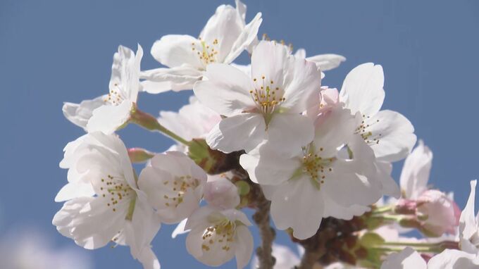 福岡の桜（ソメイヨシノ）が満開　平年より２日、去年より１週間遅い観測　|　福岡のニュース｜RKB NEWS｜RKB毎日放送