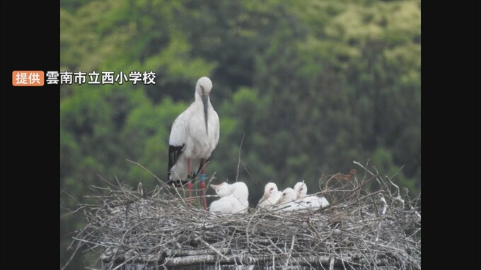 コウノトリの子育てを児童が撮影　小学校に巣作り…ひな4羽の誕生を確認|TBS NEWS DIG
