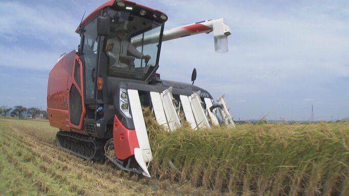 猛暑と少雨がコシヒカリを直撃…白く濁る「シラタ」が発生　生産者は収量減を懸念　県は早めの収穫を呼びかけ　富山　|　富山のニュース｜天気・防災｜チューリップテレビ