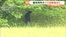 【クマ映像あり】市役所近くにもクマ目撃相次ぐ　時間をおいて再び現れる　宮城・登米市　|　宮城のニュース│tbc NEWS│tbc東北放送