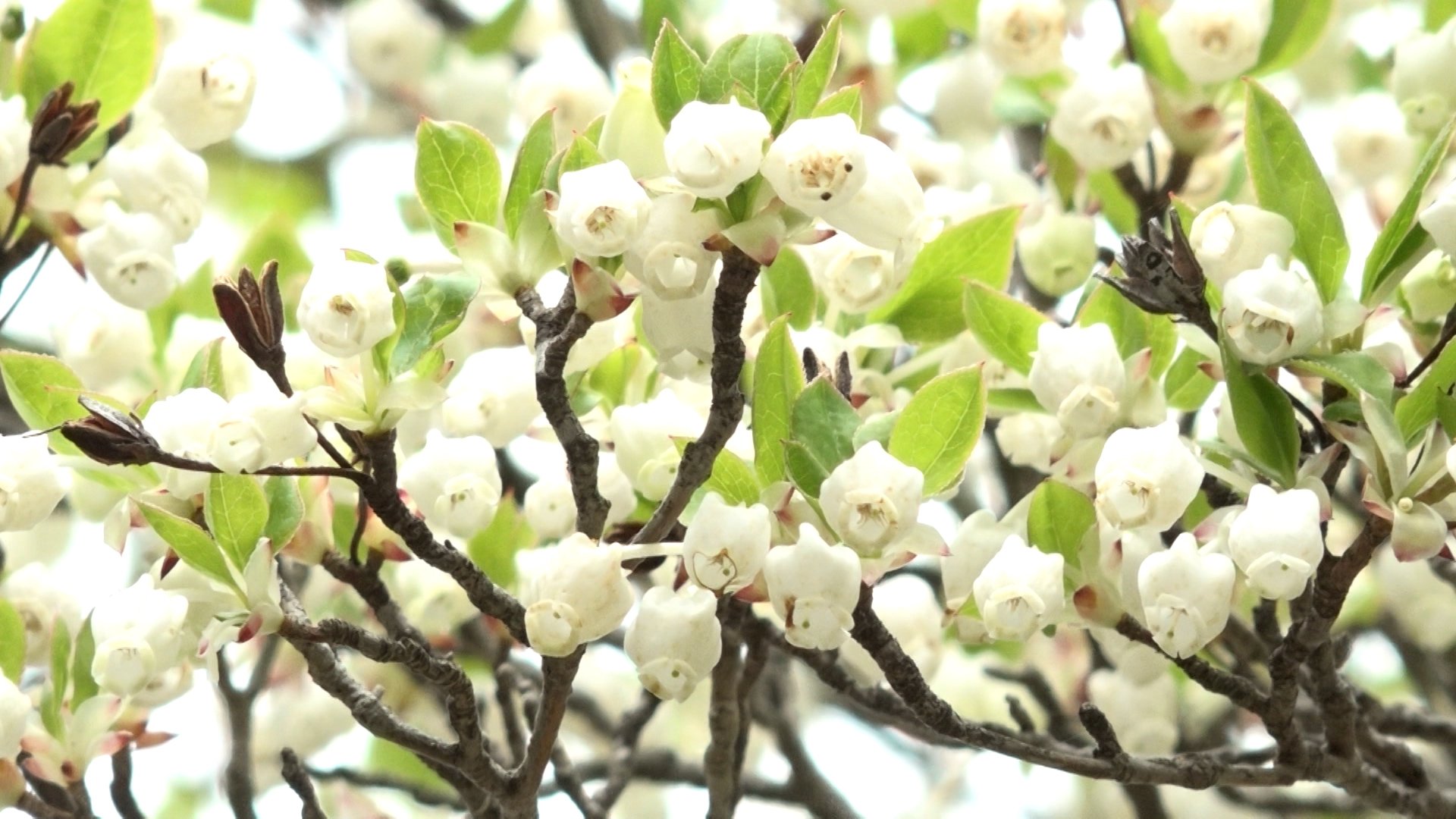 可愛い”花が群生 ドウダンツツジが見頃＝静岡・島田市 | TBS NEWS DIG