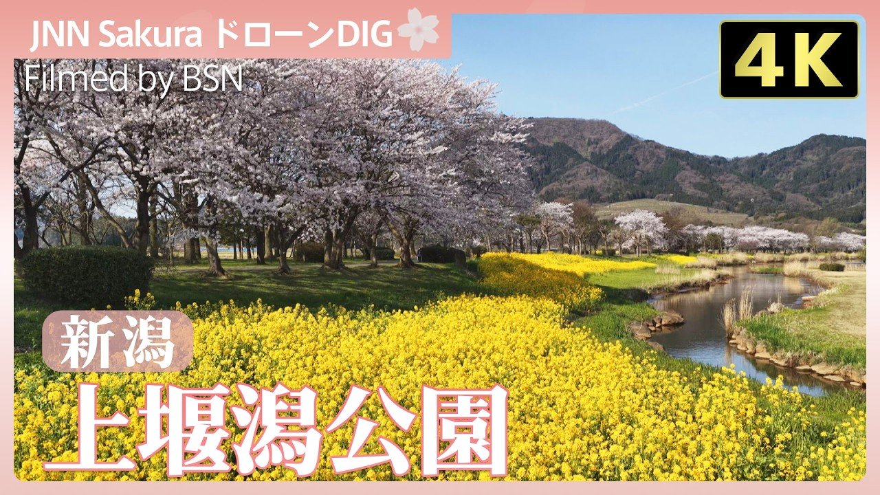4K】上堰潟公園 春の二重奏【JNN sakuraドローンDIG 2026】 | TBS NEWS DIG