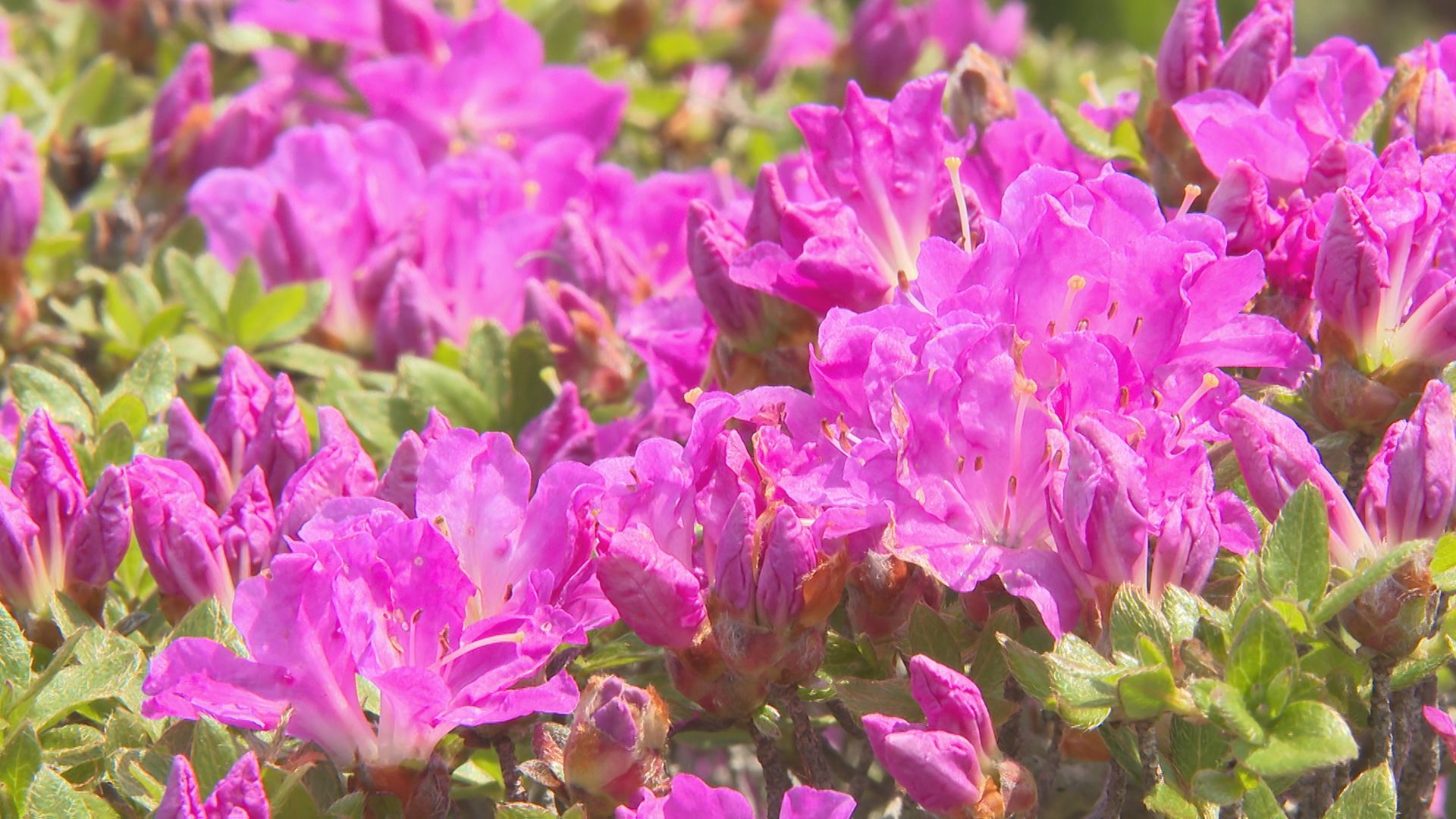 標高610メートルの経塚山でミヤマキリシマ見頃 県の天然記念物に指定