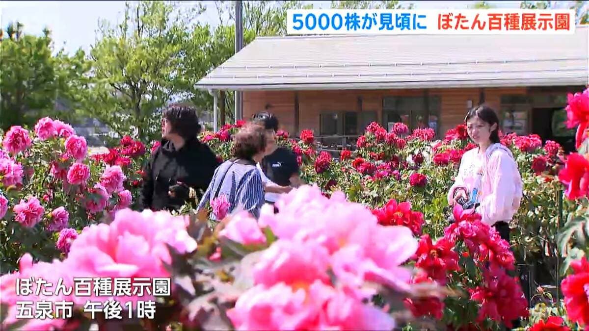 サムネイル_約120品種・5000株のボタンが見ごろに　新潟・五泉市の『ぼたん百種展示園』　