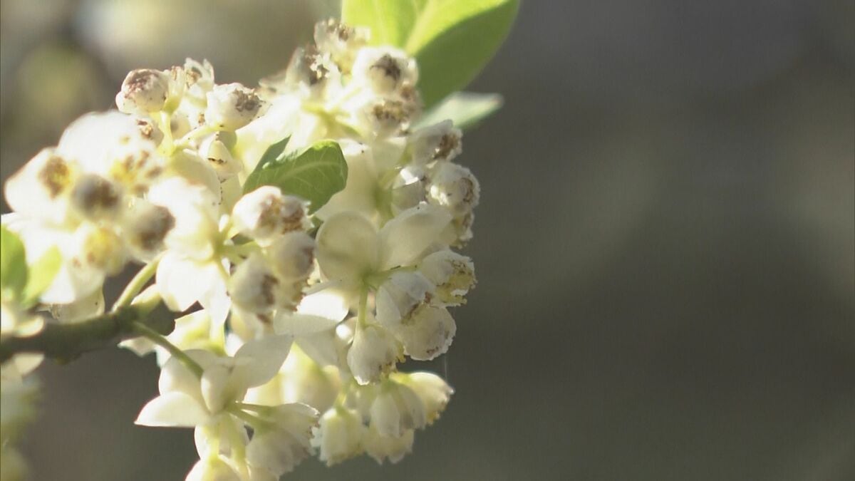 まるで“ポップコーン” アオモジの花が見頃 爽やかなレモンのような香り漂わせ…一足早い春の訪れ告げる 三重･尾鷲市