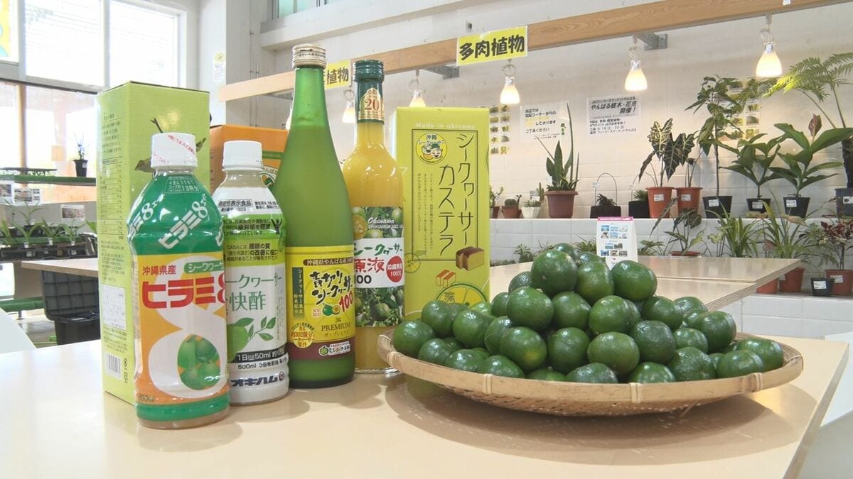9月22日は「シークヮーサーの日」　沖縄県産品の魅力をPR