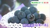 「酸味もあるし甘味が強いですね」濃い紫色の大粒な実　県産「ピオーネ」百貨店に初入荷　1房9720円【岡山】　|　岡山・香川のニュース | 天気 | RSK山陽放送