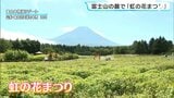 「ルドベキアプレーリーサン」など10種類、約8万株 富士山の麓で「虹の花まつり」 10月12日まで開催＝山梨・富士本栖湖リゾート　|　静岡のニュース | SBSNEWS | 静岡放送