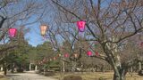 「ソメイヨシノ開花近い？」小松芦城公園でぼんぼりの取りつけ　|　石川県のニュース｜MRO北陸放送