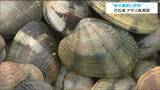 「震災前の味と変わりない」万石浦で特産のアサリが開口　宮城・石巻市　|　宮城のニュース│tbc NEWS│tbc東北放送