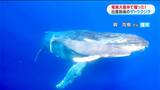 奄美大島沖 ザトウクジラの出産前後の様子を撮影 鹿児島県 | 鹿児島のニュース|MBC NEWS|南日本放送