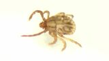 血液吸う機会を狙っている… 感染症=SFTSを媒介することもある「マダニ」専門家に生息場所やかまれた時の対処法を聞いた | 名古屋・愛知・岐阜・三重のニュース【CBC news】 | CBC web