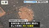 「右折しようとした直後、右方向から来た単車と衝突」車とバイクの接触事故 バイク運転の16歳男子高校生が死亡 車運転の62歳男を過失運転傷害の疑いで現行犯逮捕 大阪・藤井寺市|TBS NEWS DIG