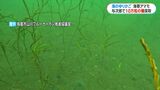 「海のゆりかご」アマモ再生プロジェクト　海に潜って約10万粒の種を採取「気候変動に歯止めをかけたい」　鹿児島|TBS NEWS DIG