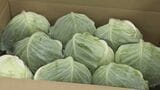 “お買い得野菜”はどれ?市場で価格調査!異例の暑さ続く中…高騰した野菜の価格どうなった?キャベツ・レタス・トマト… |TBS NEWS DIG