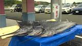 30キロのバショウカジキを3匹贈呈 解体ショーも 鹿児島・いちき串木野 | 鹿児島のニュース|MBC NEWS|南日本放送