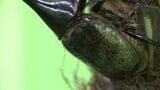 エミフルMASAKIに世界のカブトムシ・クワガタ30種類が大集合 愛媛・松前町 | 愛媛のニュース - Nスタえひめ|あいテレビは6チャンネル