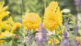 札幌・大通公園で「花フェスタ」開幕!色とりどりの花や園芸用品など並ぶ 6月27日から7月5日まで | 北海道のニュース|HBC北海道放送