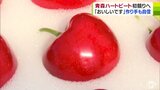 キラキラの“高級サクランボ”青森県産「ジュノハート」の収穫作業進む 特に大粒の「青森ハートビート」も初競りに向け選別作業を実施 | 青森のニュース│ATV NEWS│青森テレビ