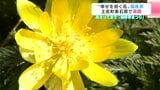 地域の人たちの「温かさ」に守られ…高知県土佐町で『福寿草』が満開　|　高知のニュース・天気｜KUTV NEWS | KUTVテレビ高知