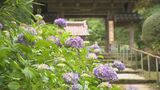 金沢の“あじさい寺”で3000株がもうすぐ見頃 参拝客で賑わう　|　石川県のニュース｜MRO北陸放送