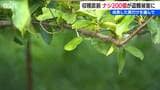 成長した実だけを選んで「まさかこんなことになるとは」収穫直前のナシ『かおり』が200個盗まれる 新潟市西蒲区|TBS NEWS DIG