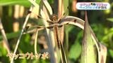体長4センチの絶滅危惧種…ベッコウトンボが飛び始める　カメラ構える人の姿も　鹿児島・薩摩川内市　|　鹿児島のニュース｜MBC NEWS｜南日本放送