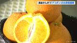 糖度13度以上「是非 旬の味を…」高級柑橘類 デコポンの出荷最盛期 三重県御浜町 | 名古屋・愛知・岐阜・三重のニュース【CBC news】 | CBC web