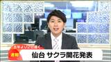 【速報】仙台でサクラ開花発表 平年より4日早い | 宮城のニュース│tbc NEWS│tbc東北放送