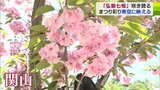 「すごいキレイ」「1個1個房が集まって…」“弘前七桜”見頃を迎える　後半の弘前さくらまつりを彩る　|　青森のニュース│ATV NEWS│青森テレビ