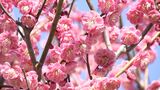 はままつフラワーパークで梅の花が見頃 例年よりも2週間ほど遅く 園内に110品種300本 甘い香りが広がる=静岡　|　静岡のニュース | SBSNEWS | 静岡放送