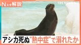 「暑さに慣れず」アシカが“熱中症”で溺死か 8月いっぱい“危険な暑さ”続く一因は南海上の台風【Nスタ解説】|TBS NEWS DIG