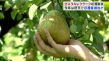 高級洋ナシ「ゼネラルレクラーク」の収穫が日本一の産地・青森県南部町で始まる「ソフトボール」よりも大きく成長・収穫量の増加も見込まれる|TBS NEWS DIG