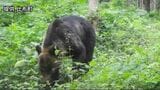 【クマ出没】登山道に設置されたカメラの前に…先月もふんなどが確認され登山道が閉鎖、6日に解除されたばかり　旭川市は再び閉鎖　北海道突哨山|TBS NEWS DIG