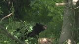 「クマが走ってきた…」 犬の散歩中にクマに襲われ男性がけが クマの目撃情報は前年の1.3倍で注意呼びかけ 岐阜 | 名古屋・愛知・岐阜・三重のニュース【CBC news】 | CBC web