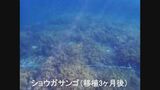 普天間「辺野古移設」大浦湾で移植したサンゴ一部死ぬ 専門家の言及はなし | 沖縄のニュース|RBC 琉球放送