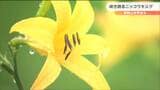「今年すごい!」 湿原で“ニッコウキスゲ”見ごろ 鮮やかな山吹色の花|TBS NEWS DIG