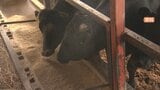 「生活できなくなっていく」飼料価格高騰で牛乳の生産団体などが県に支援要請|TBS NEWS DIG