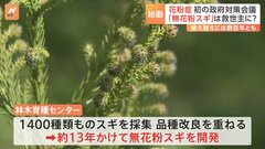 “無花粉スギ”は救世主となるか　花粉症の関係閣僚会議初会合　発端は総理の“言い間違い”？| TBS CROSS DIG with Bloomberg