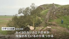 英世界遺産に寄り添う樹齢200年の巨木伐採　| TBS CROSS DIG with Bloomberg