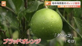 温暖化を逆手に…　ミカン王国愛媛、地中海沿岸原産のオレンジ栽培|TBS NEWS DIG