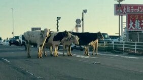 「牛がおる！」「タックルされそうで怖い」牛舎から複数の牛が脱走　道路を塞ぎ一時渋滞　警察も出動しようやく”ご用”|TBS NEWS DIG