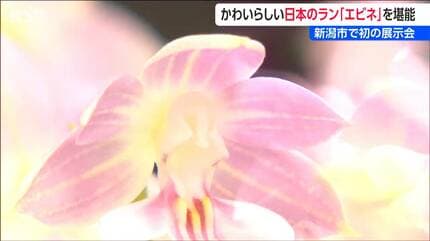 春に咲く日本のラン「エビネ」 新潟県内で初の展示会開催 | 新潟の
