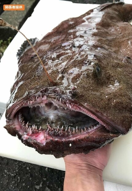 こんな宝物はいらない…」「これがリアル」“魚の胃袋”から小さな 