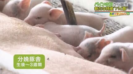 パイナップル×豚=パイ豚⁉ 5つ星ホテルのメイン食材にも採用される沖縄