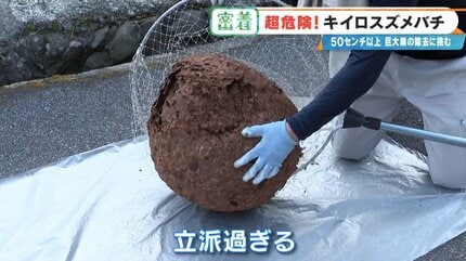 ※本日限定キイロスズメバチの巣 キイロスズメバチの巣の特徴は？営巣場所や危険性を徹底解説｜蜂の巣
