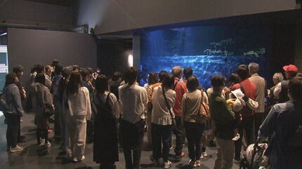 竹島水族館 リニューアルから半年…どうなった？タカアシガニの