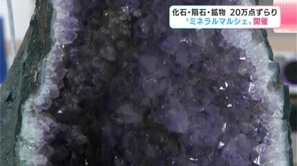 あいつが一番元気が良さそうだったので」化石に鉱物、宝石など約20万