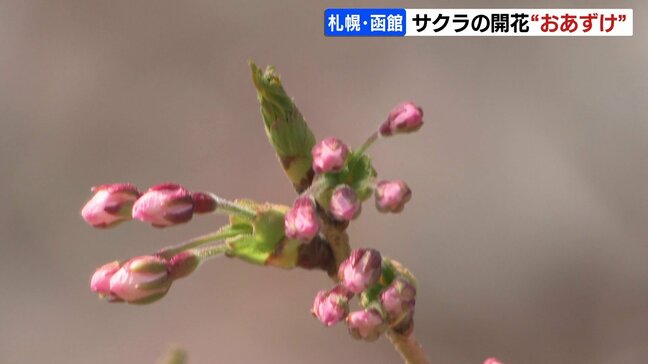 サクラは咲いた？開花予想日を迎えた札幌や函館では…桜前線足踏み　札幌管区気象台「まだ咲いているのは確認できない」|TBS NEWS DIG